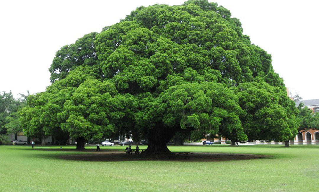 吕梁金榕树服务号代运营案例